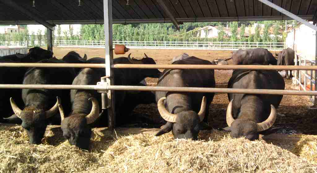 vegetarisch Catering Kunz-Mahl Event in Koeln Geburtstag Hochzeit Taufe Kommunion Vernissage Eroeffnung bueffel